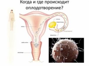 Куда девается неоплодотворенная яйцеклетка если нет месячных