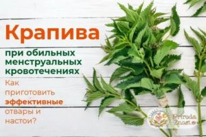 Сколько крапивы выпить чтобы остановить месячные если они