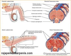 Как увеличить приток крови при эрекции