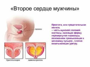 Почему предстательная железа второе сердце мужчины