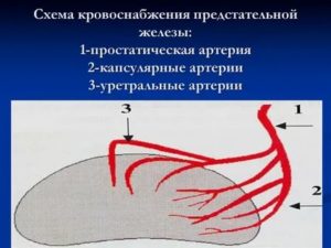 Основные источники кровоснабжения предстательной железы