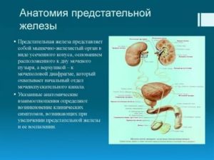 Простата формирование третьей доли что это такое