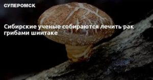 Лечение рака простаты грибами шиитаке