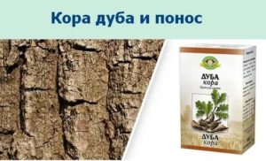 Кора дуба применение для лечения молочницы