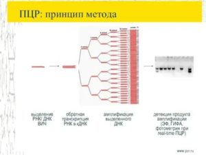 Что такое пцр вич количественный