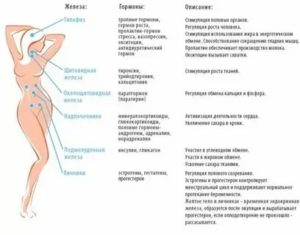 Почему после месячных не уходит вес у женщин после 40 лет