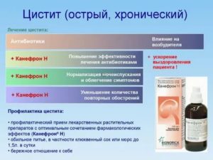 Можно ли лечить цистит чистотелом