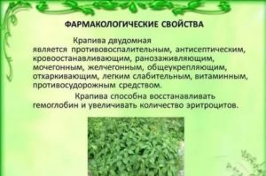 Сколько крапивы выпить чтобы остановить месячные если они