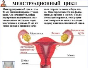 Почему у женщин в одном коллективе месячные приходят одновременно