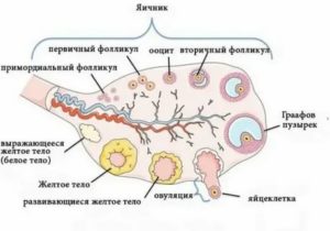 Сколько дней живет желтое тело до месячных