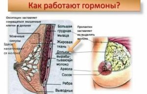 Что происходит с грудью во время менструации