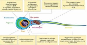 Оксидативный стресс и мужское бесплодие