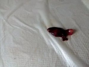 Почему у меня месячные идут 2 недели и больше