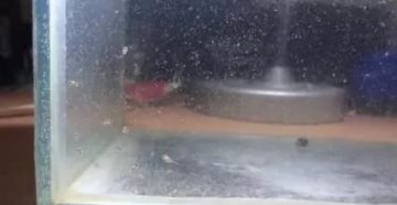 Чем кормить месячных мальков скалярий