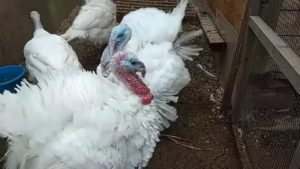 Почему дерутся месячные индюшата