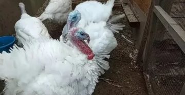 Почему дерутся месячные индюшата Почему дерутся месячные индюшата