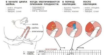 Что значит если начинаются месячные после полового акта Что значит если начинаются месячные после полового акта