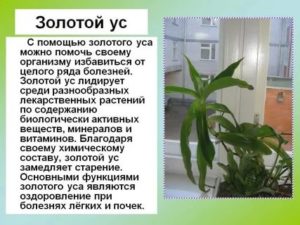 Золотой ус лечебные свойства при простатите