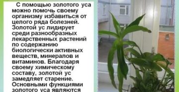 Золотой ус лечебные свойства при простатите