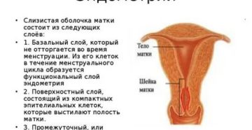 Как выглядит отторгаемый эндометрий во время месячных