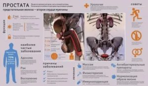 Почему предстательная железа второе сердце мужчины