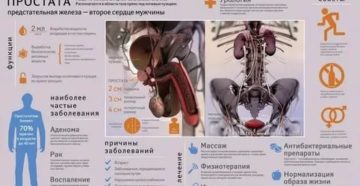 Почему предстательная железа второе сердце мужчины