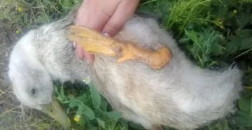 Почему месячные утки дохнут Почему месячные утки дохнут