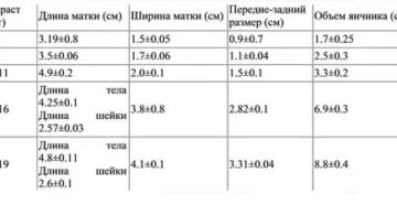 Размер матки при климаксе норма таблица