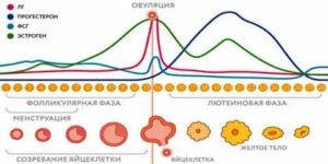 Когда нормализуется менструальный цикл после дюфастона