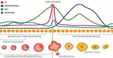 Когда нормализуется менструальный цикл после дюфастона