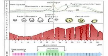 Почему менструальный цикл может стать короче Почему менструальный цикл может стать короче