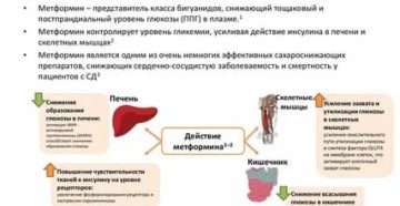 Как метформин влияет на месячные