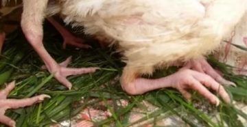 Почему месячные индюшата падают на ноги Почему месячные индюшата падают на ноги