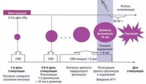 Когда начинаются месячные после стимуляции клостилбегитом