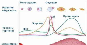 Как гормоны щитовидной железы влияют на менструальный цикл