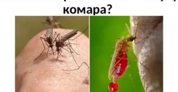 Может ли комар стать переносчиком вич