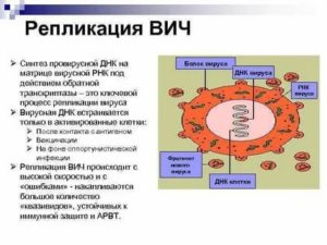 Что такое провирусная днк вич