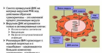 Что такое провирусная днк вич