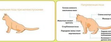 Как лечить геморрагический цистит у кота