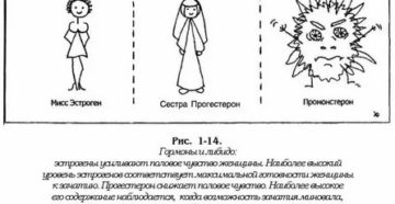 Почему после месячных повышается либидо у