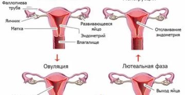 Почему я плохо выгляжу перед месячными Почему я плохо выгляжу перед месячными