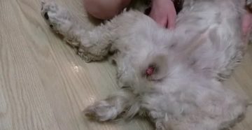 У кобеля опухоль простаты