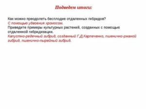 Преодоление бесплодия у отдаленных гибридов возможно с помощью