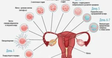 Почему у женщин нет месячных 3 года Почему у женщин нет месячных 3 года