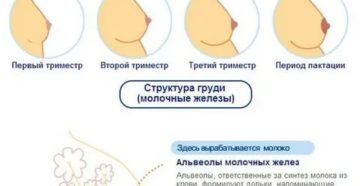 Можно ли делать операцию по увеличению груди во время месячных
