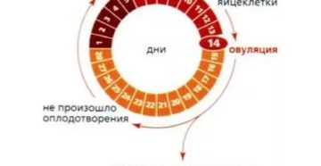 Можно ли пить тотему во время месячных
