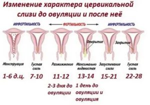 Почему происходит задержка жидкости в организме перед месячными