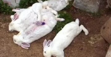 Почему дохнут месячные крольчата Почему дохнут месячные крольчата