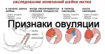 Почему после стимуляции нет месячных Почему после стимуляции нет месячных