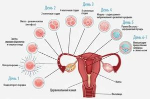 Почему второй месяц задержка месячных происходит на 7-10 дней